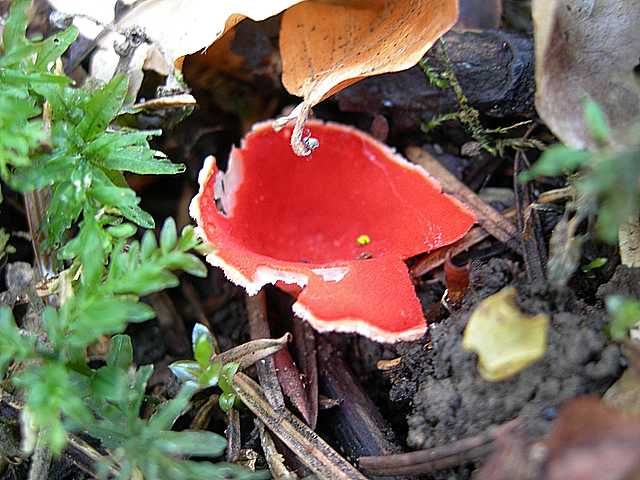 La valle dei funghi sconosciuti
